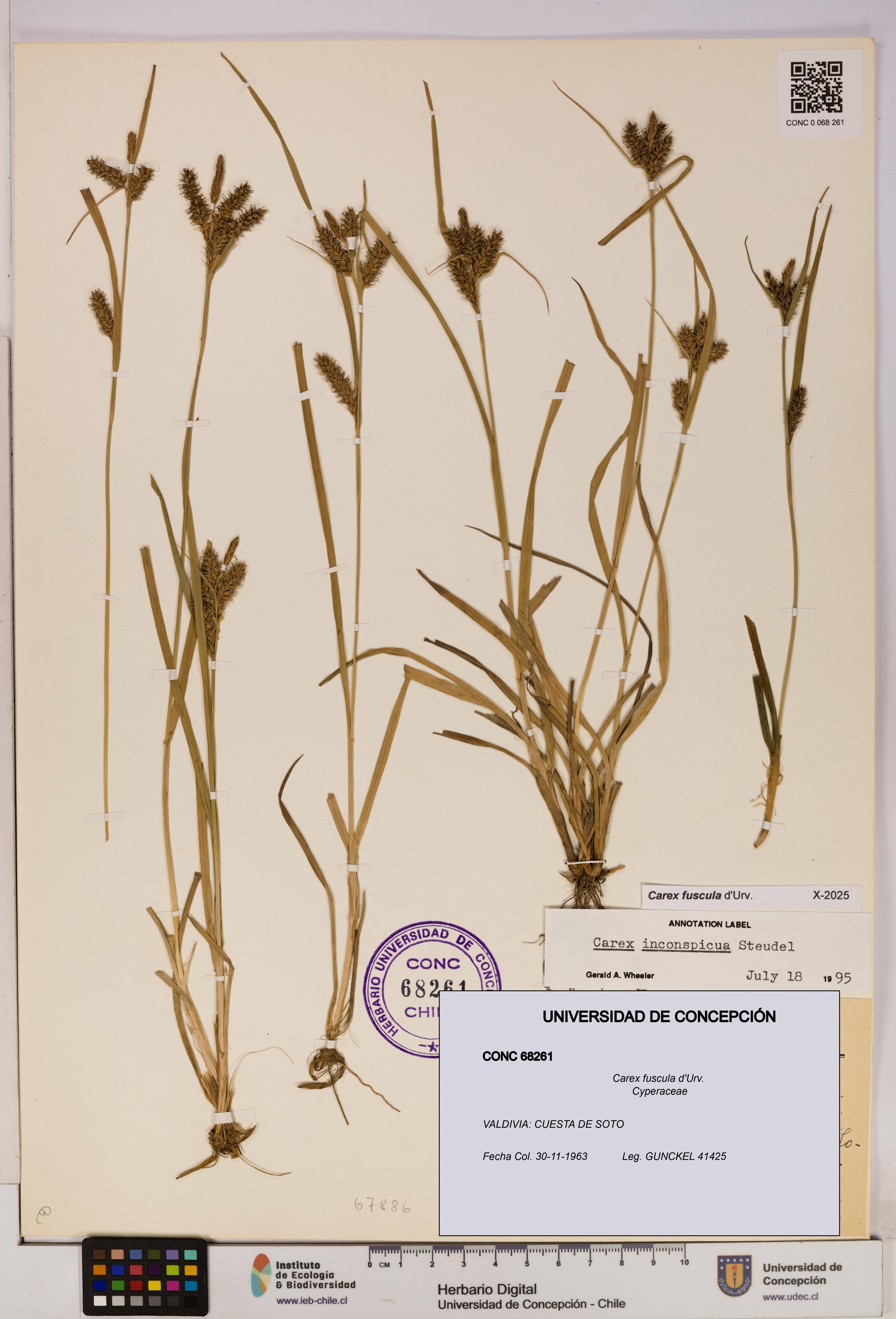 Carex fuscula [Espécimen: UDEC:CONC:0068261]
