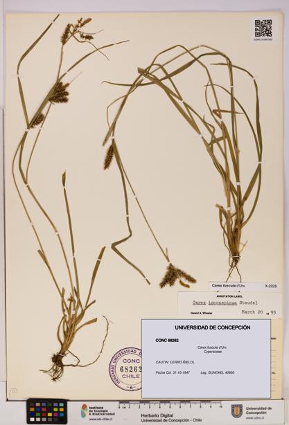 Carex fuscula [Espécimen: UDEC:CONC:0068262]