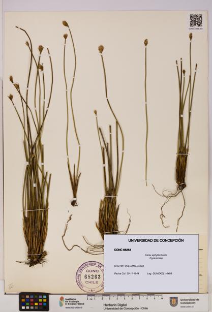 Carex aphylla [Espécimen: UDEC:CONC:0068263]