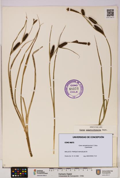 Carex aematorhyncha [Espécimen: UDEC:CONC:0068272]