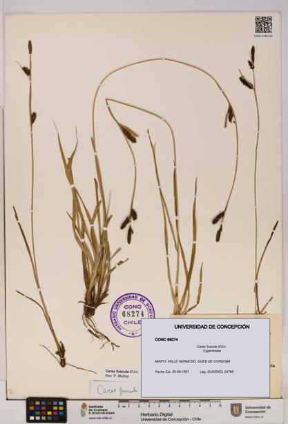 Carex fuscula [Espécimen: UDEC:CONC:0068274]