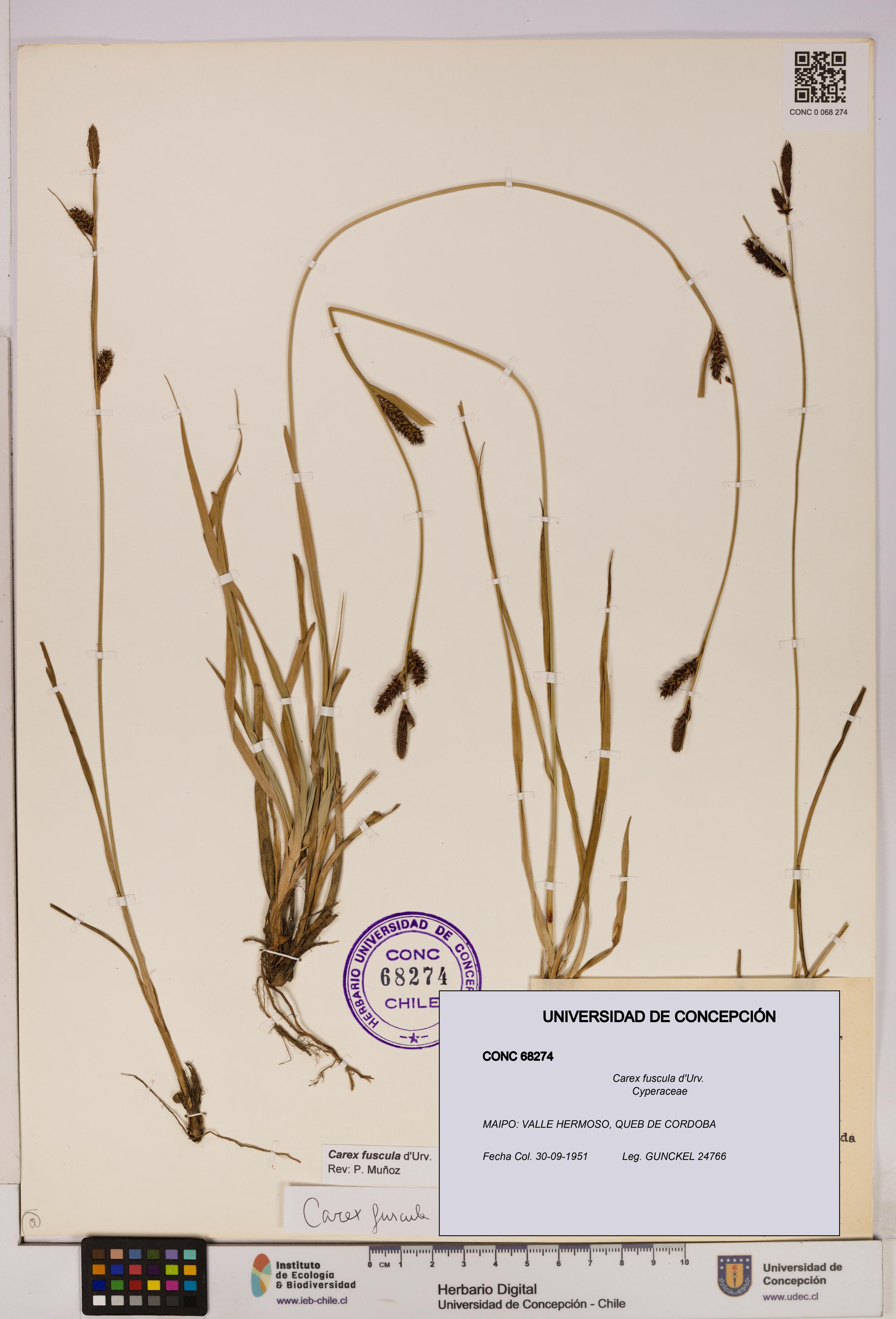 Carex fuscula [Espécimen: UDEC:CONC:0068274]
