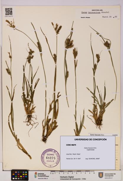 Carex fuscula [Espécimen: UDEC:CONC:0068275]
