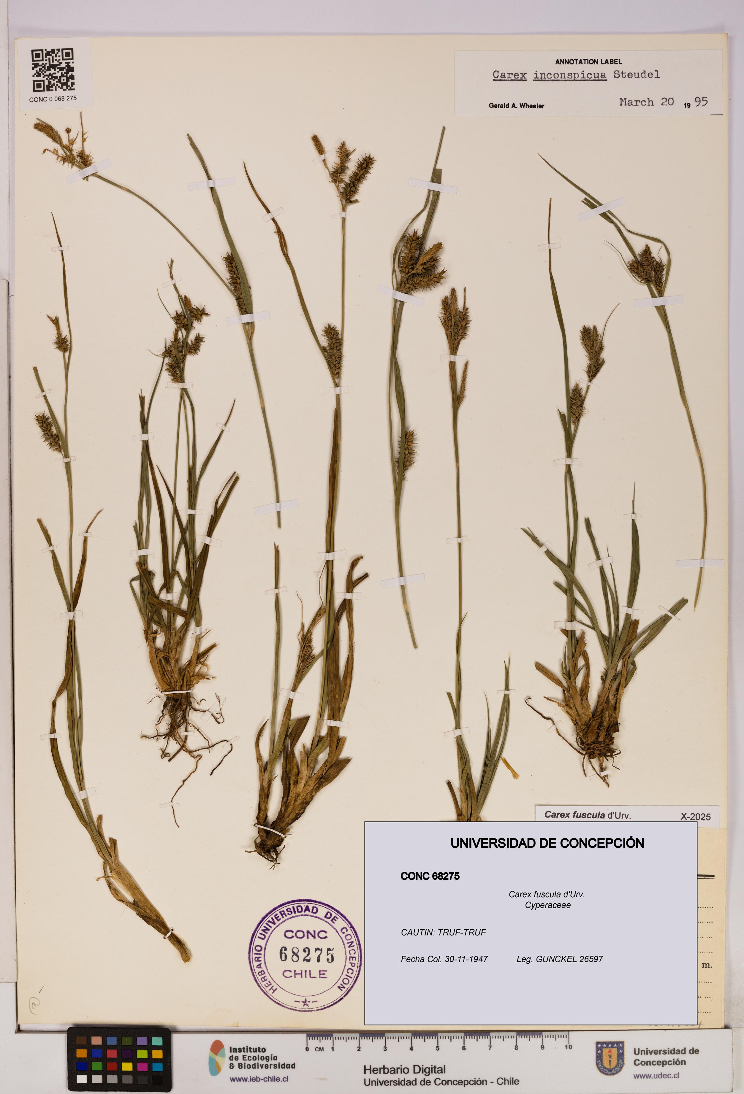 Carex fuscula [Espécimen: UDEC:CONC:0068275]
