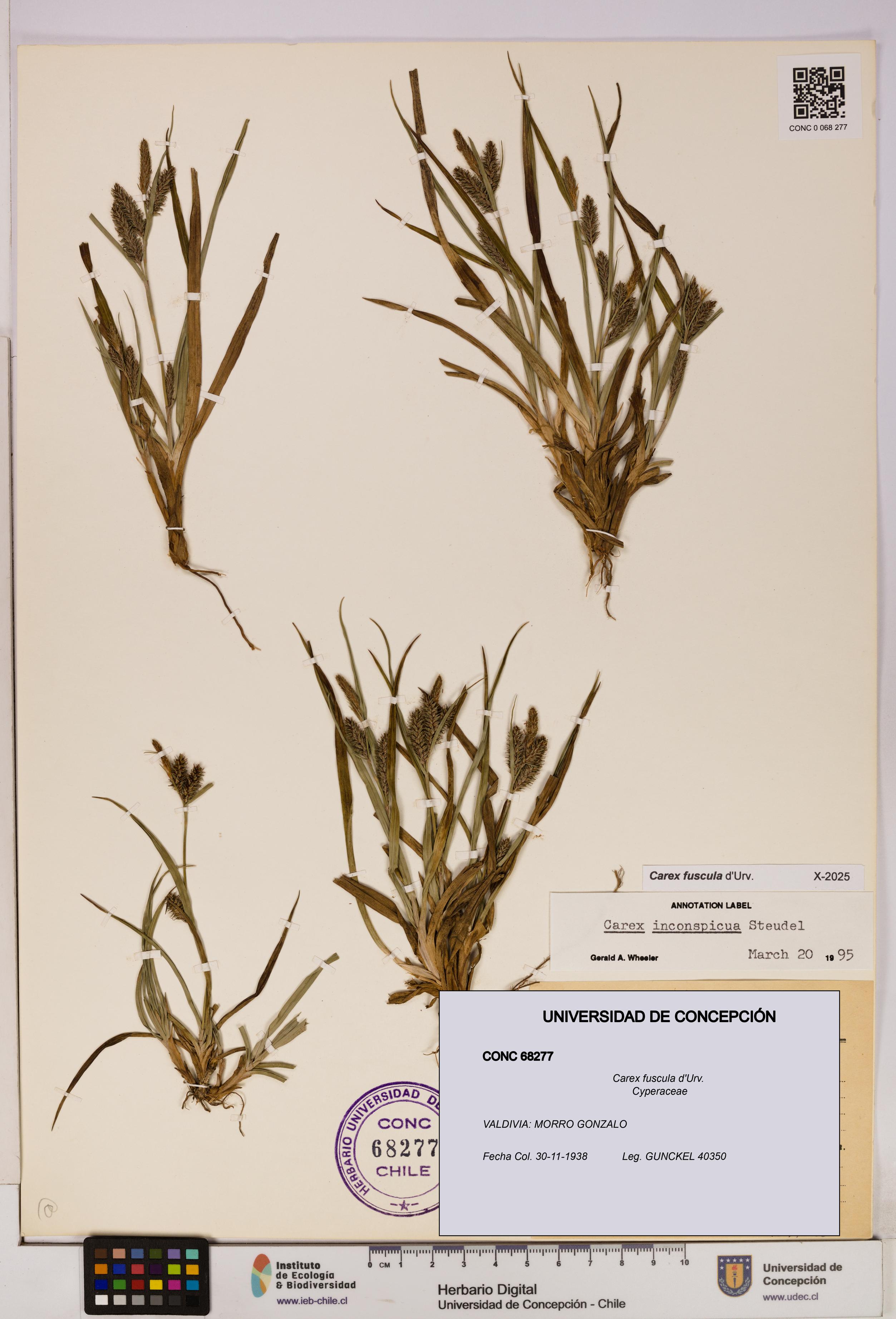 Carex fuscula [Espécimen: UDEC:CONC:0068277]