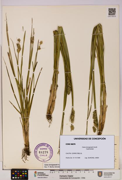 Carex brongniartii [Espécimen: UDEC:CONC:0068278]