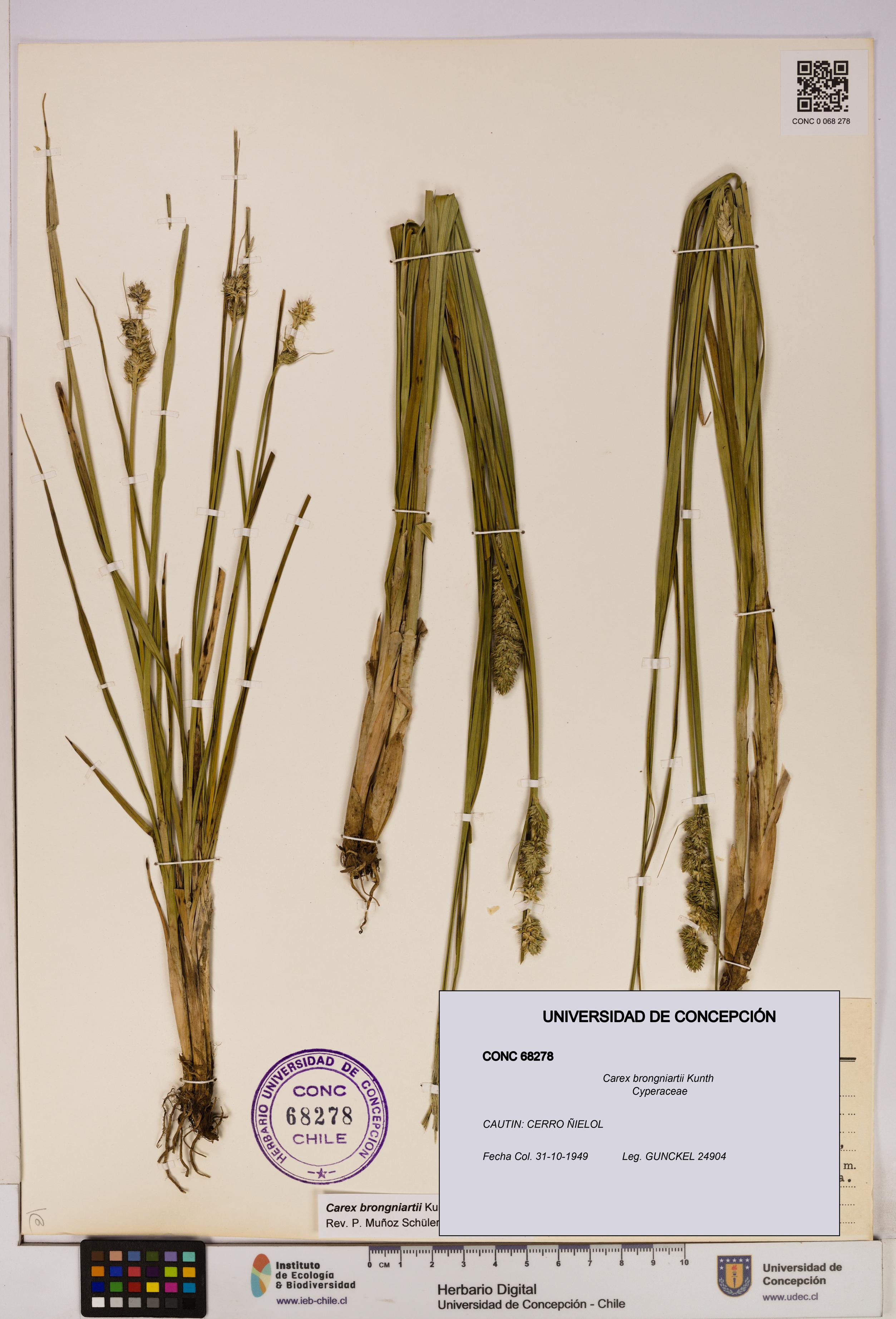 Carex brongniartii [Espécimen: UDEC:CONC:0068278]