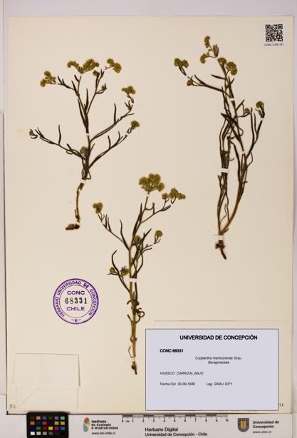 Cryptantha marticorenae [Espécimen: UDEC:CONC:0068331]