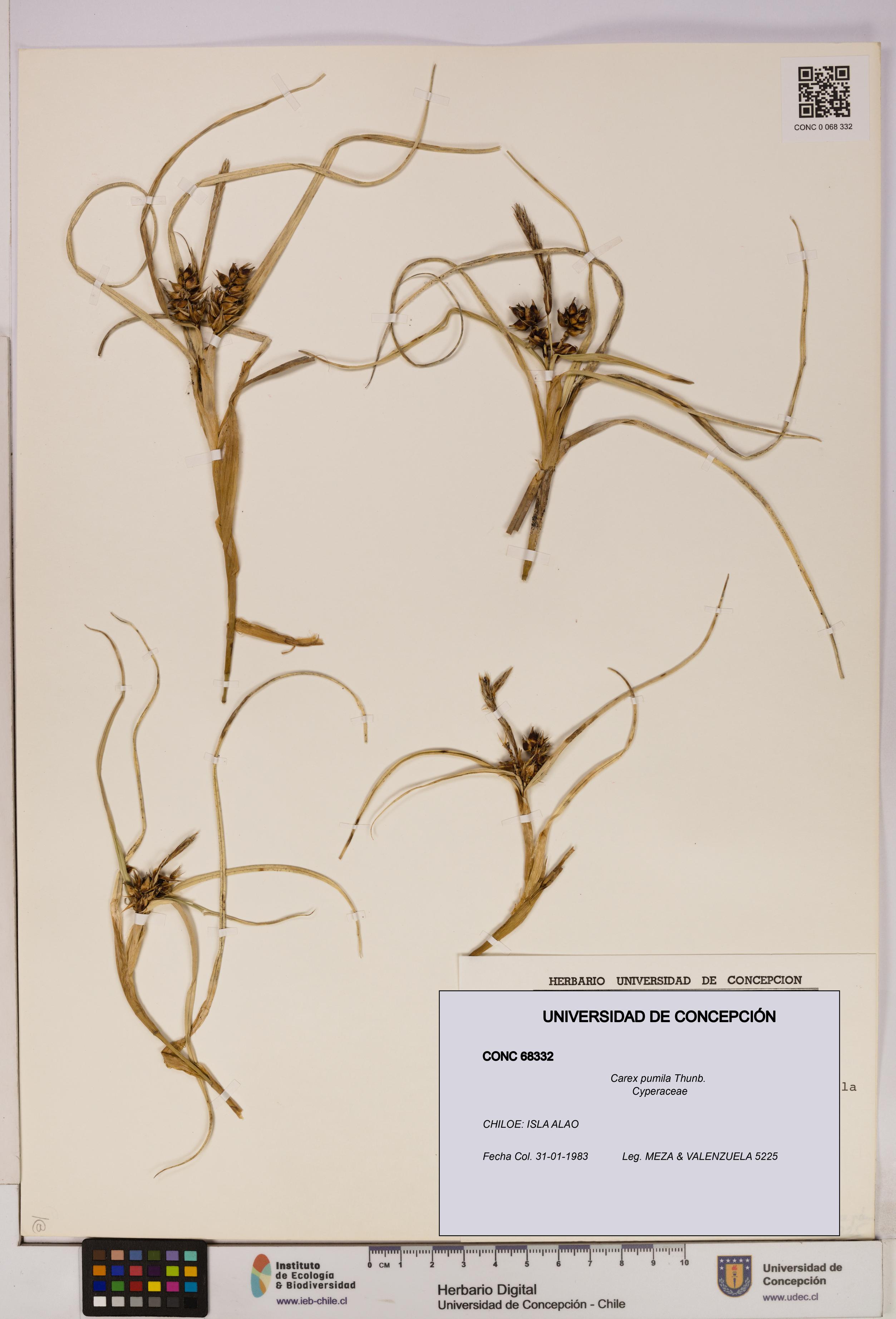 Carex pumila [Espécimen: UDEC:CONC:0068332]