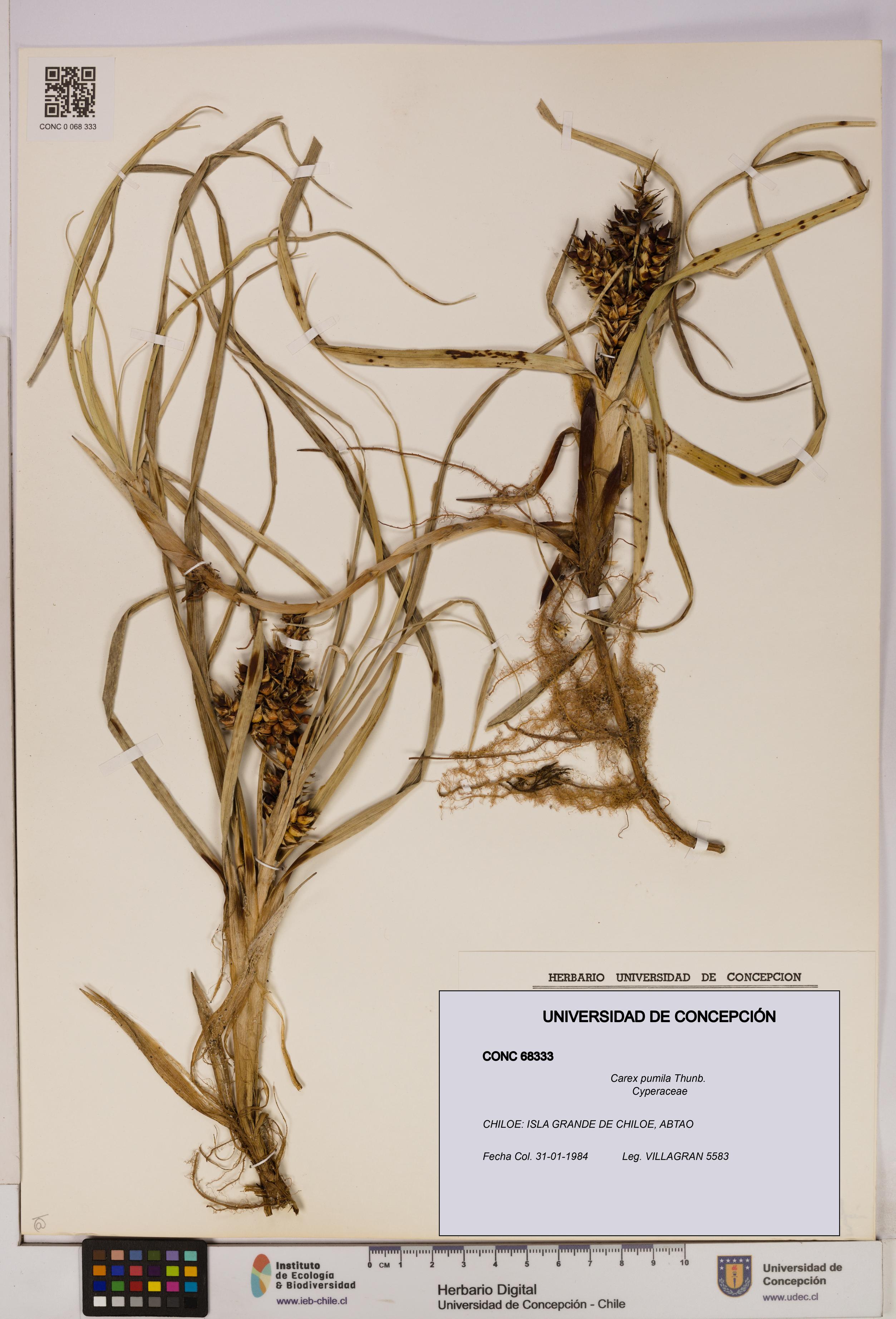 Carex pumila [Espécimen: UDEC:CONC:0068333]