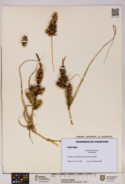 Carex pumila [Espécimen: UDEC:CONC:0068334]