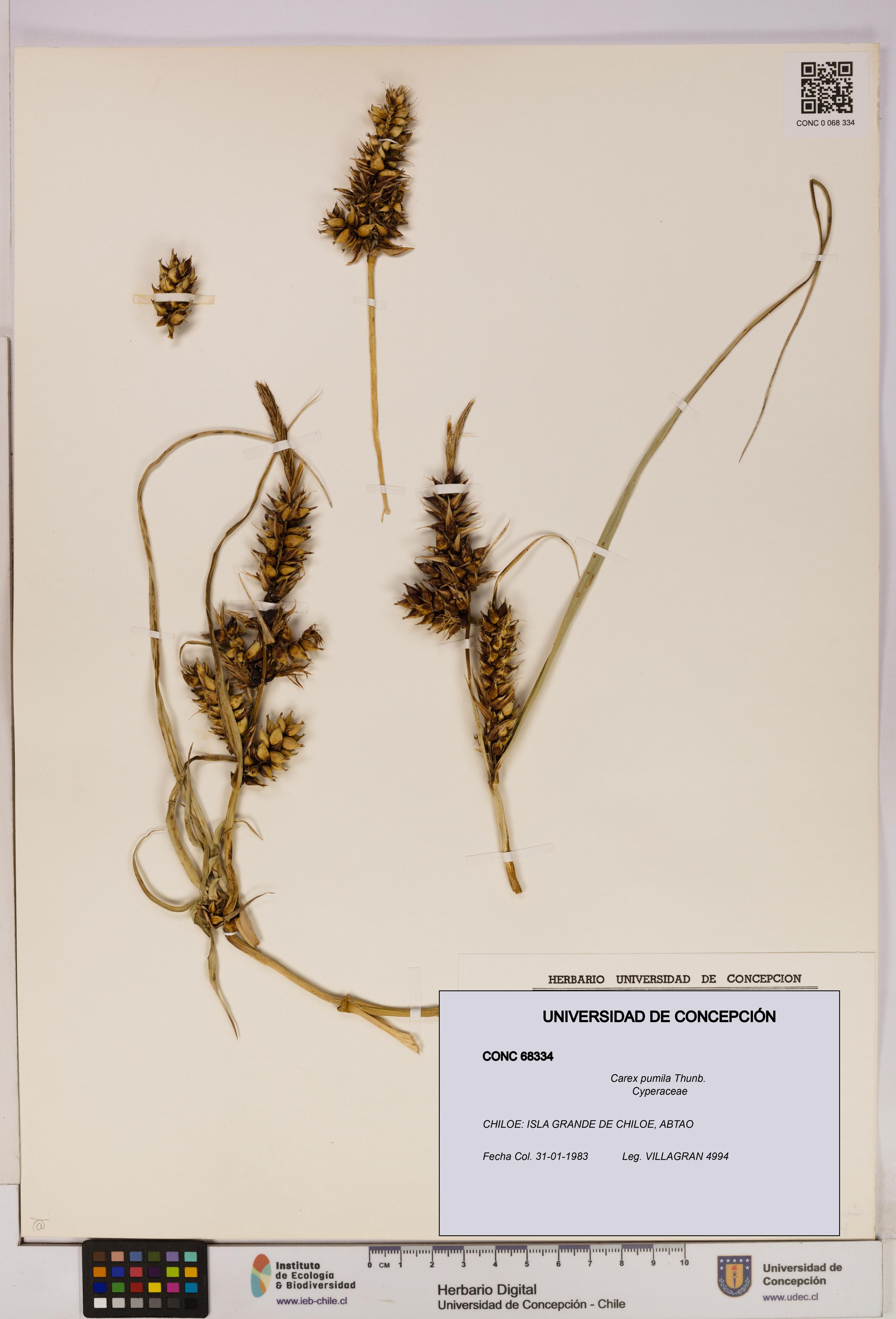 Carex pumila [Espécimen: UDEC:CONC:0068334]