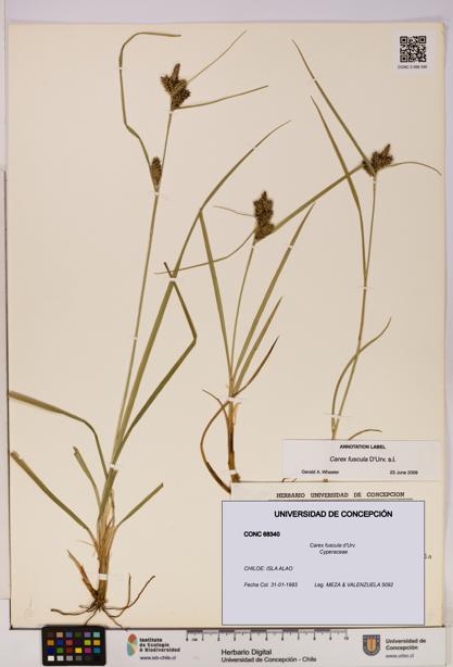 Carex fuscula [Espécimen: UDEC:CONC:0068340]