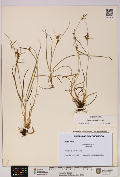 Carex fuscula [Espécimen: UDEC:CONC:0068341]