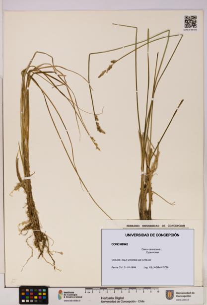 Carex canescens [Espécimen: UDEC:CONC:0068342]