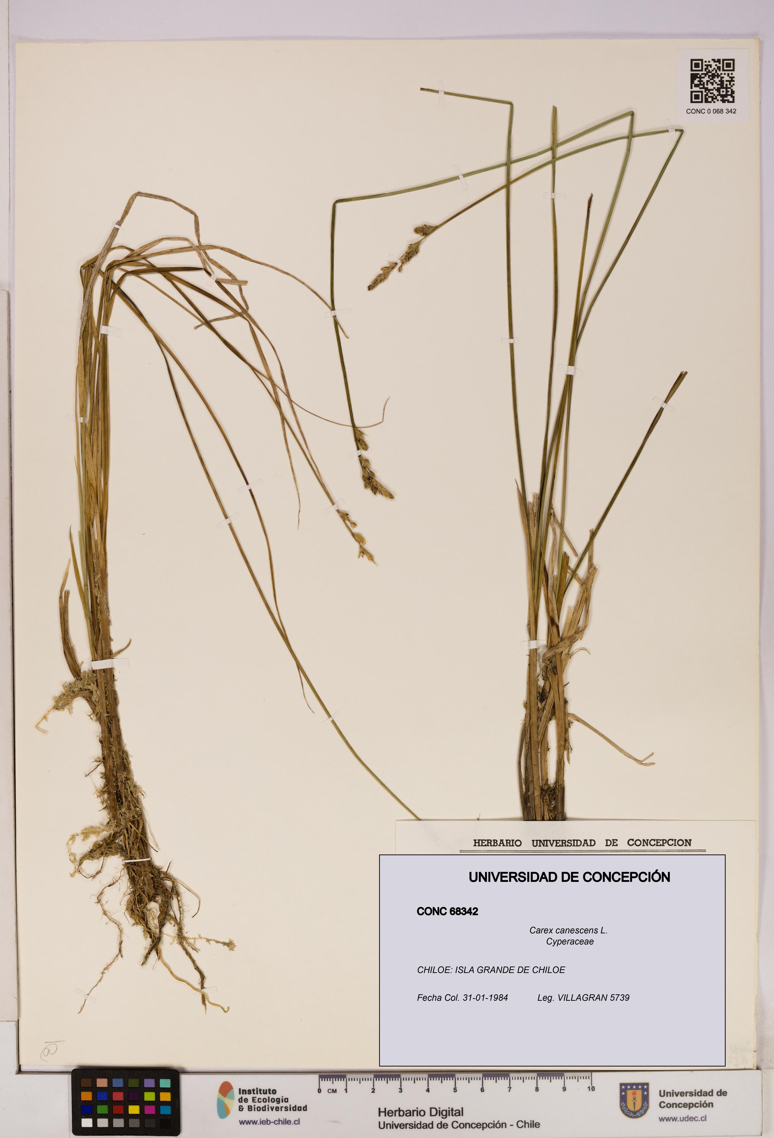 Carex canescens [Espécimen: UDEC:CONC:0068342]