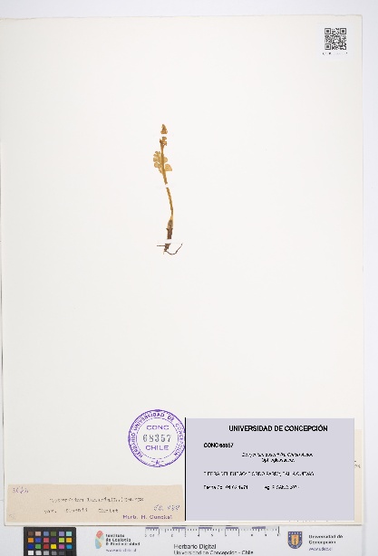 Botrychium dusenii [Espécimen: UDEC:CONC:0068357]