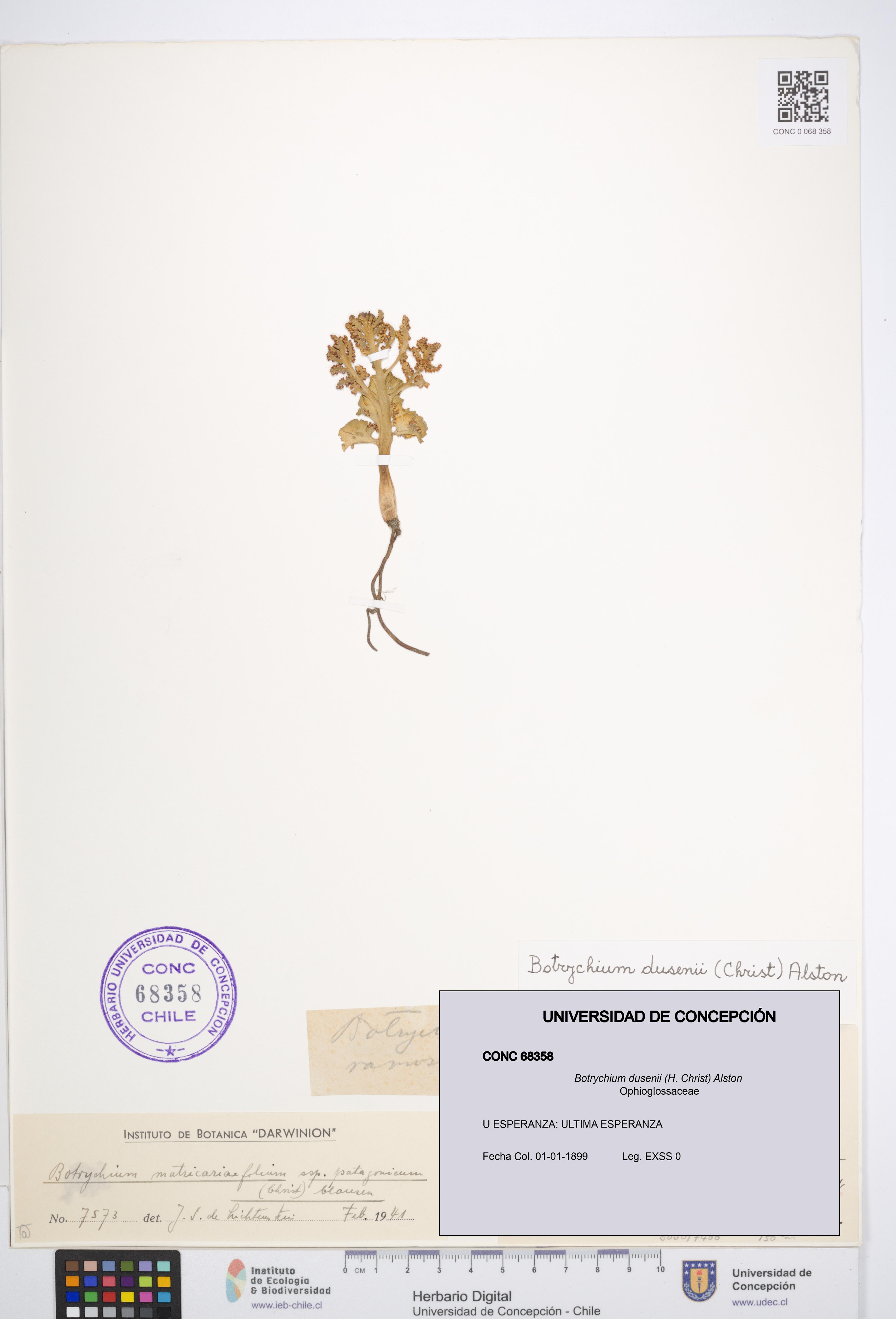 Botrychium dusenii [Espécimen: UDEC:CONC:0068358]