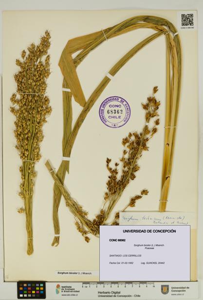 Sorghum bicolor [Espécimen: UDEC:CONC:0068362]