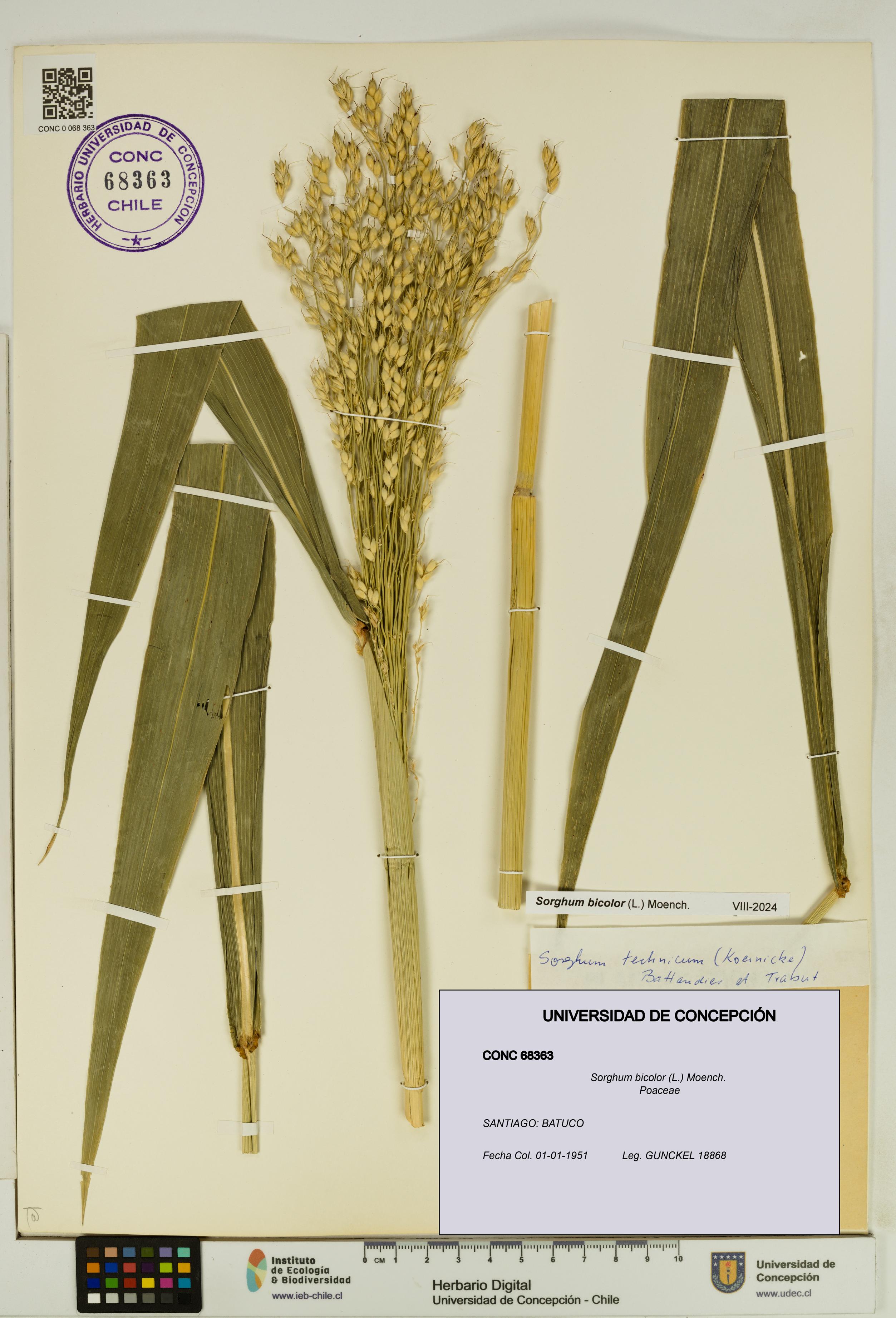 Sorghum bicolor [Espécimen: UDEC:CONC:0068363]