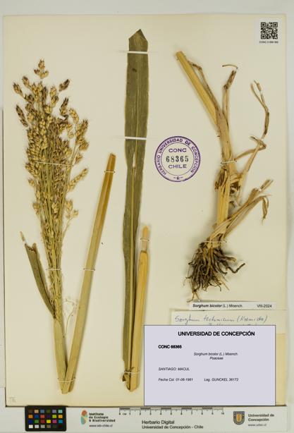 Sorghum bicolor [Espécimen: UDEC:CONC:0068365]