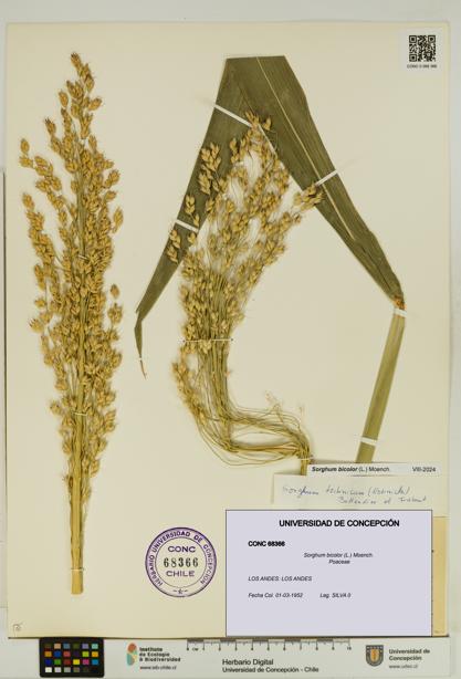 Sorghum bicolor [Espécimen: UDEC:CONC:0068366]