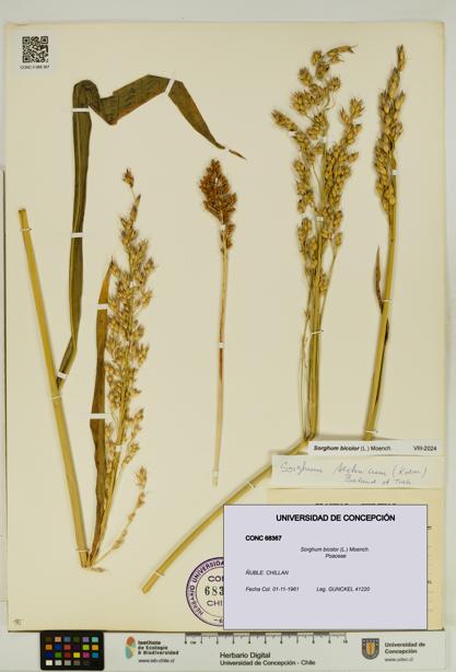 Sorghum bicolor [Espécimen: UDEC:CONC:0068367]