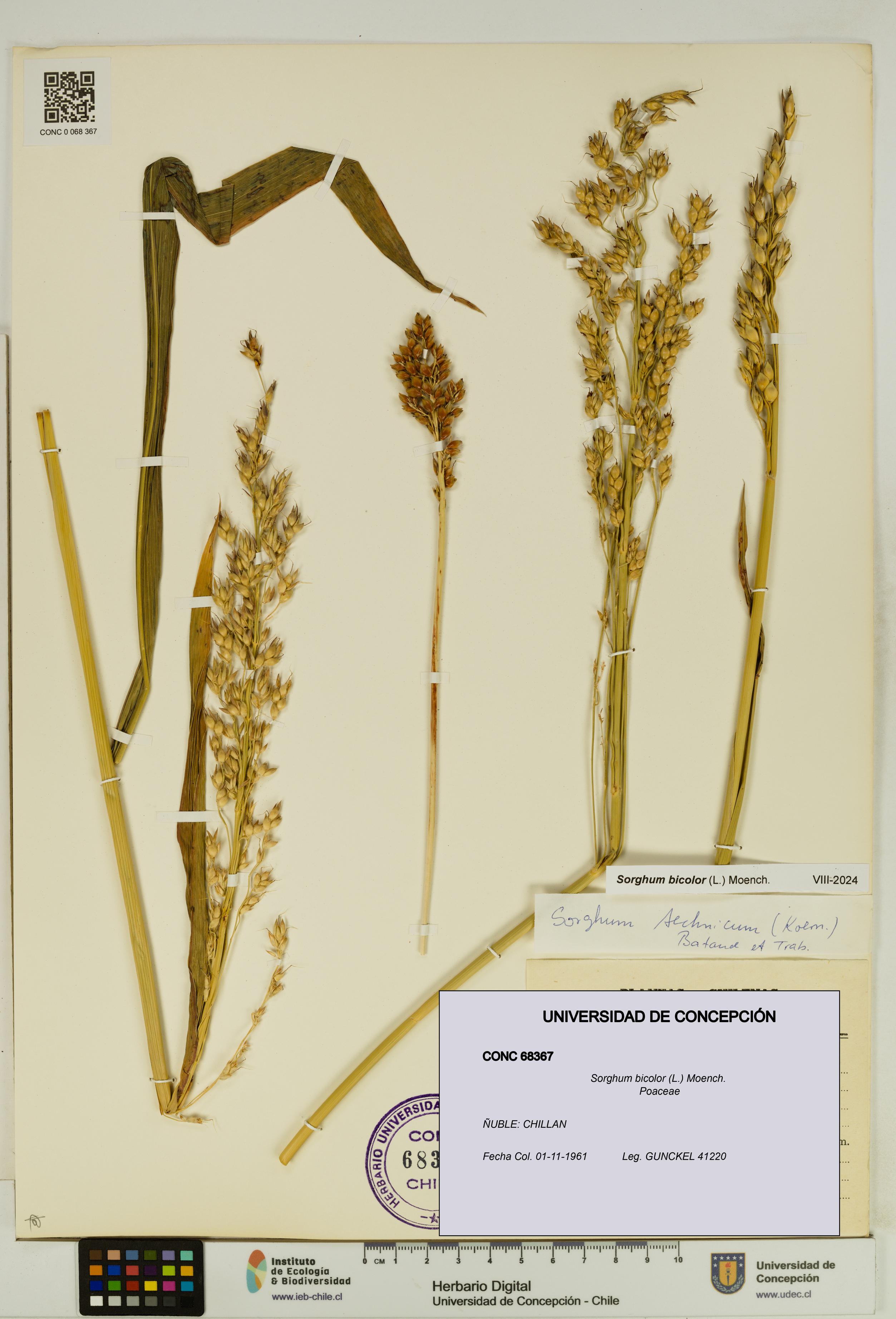 Sorghum bicolor [Espécimen: UDEC:CONC:0068367]