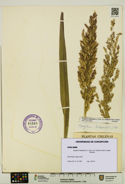 Sorghum halepense var. muticum [Espécimen: UDEC:CONC:0068368]
