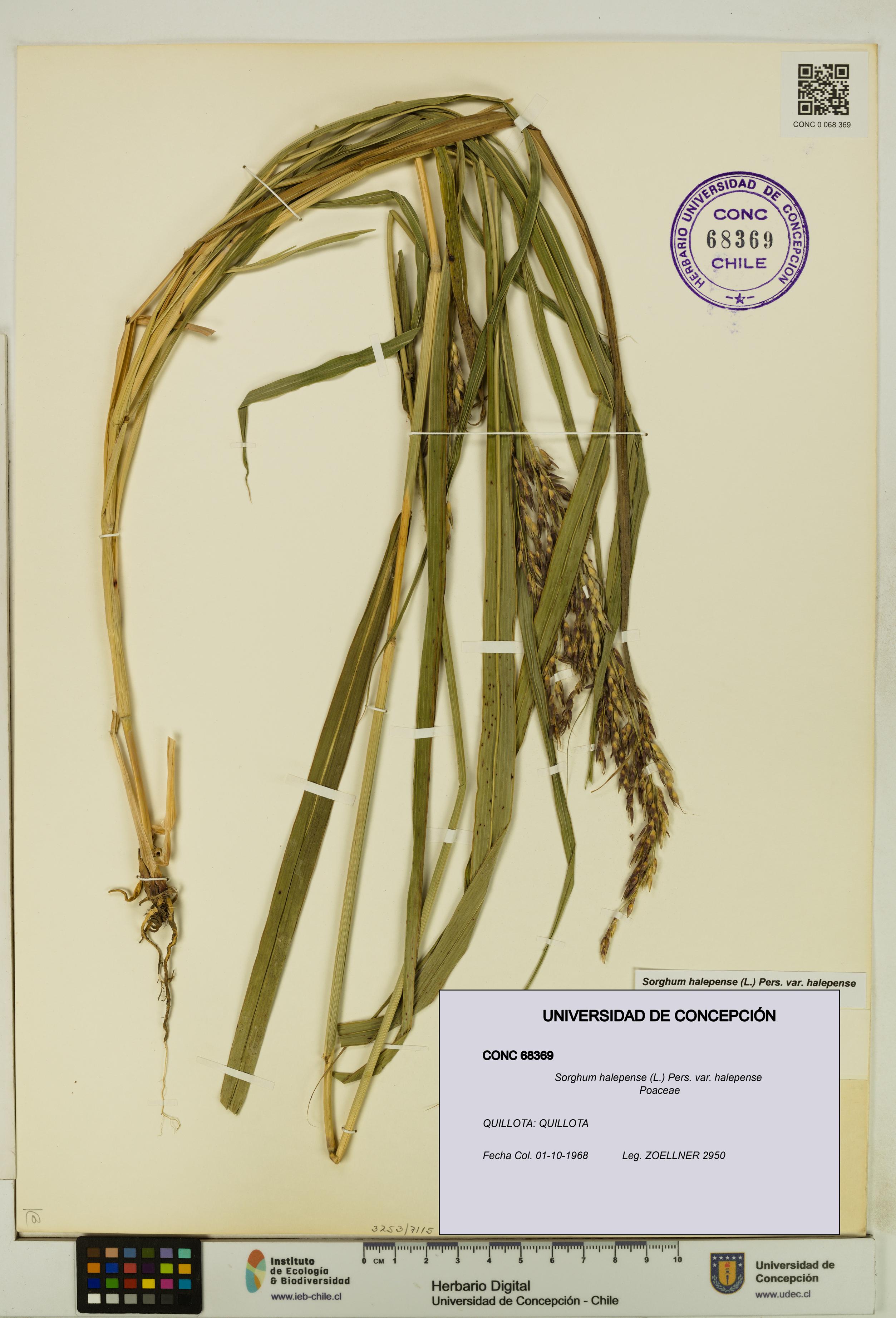 Sorghum halepense var. halepense [Espécimen: UDEC:CONC:0068369]