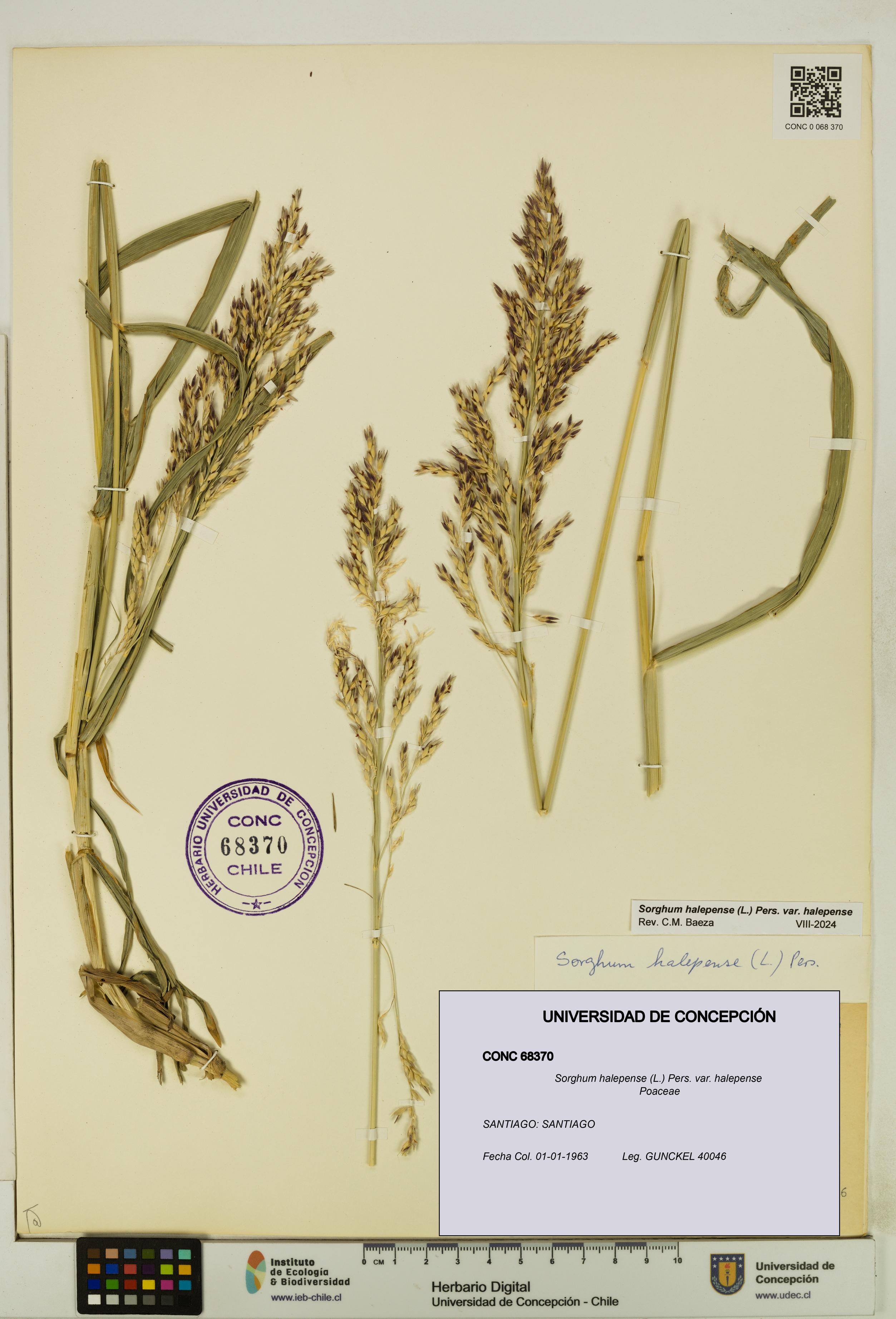 Sorghum halepense var. halepense [Espécimen: UDEC:CONC:0068370]