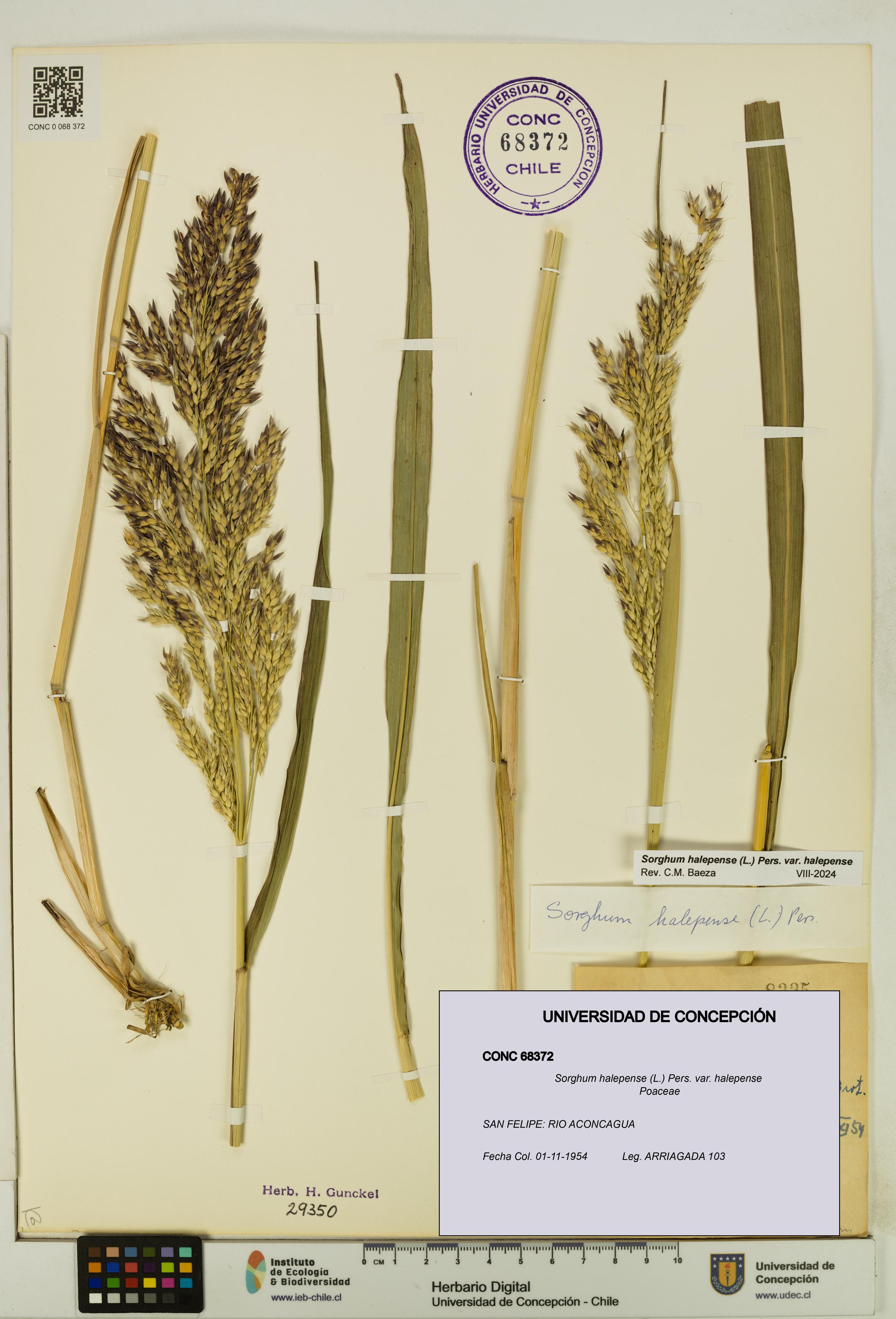 Sorghum halepense var. halepense [Espécimen: UDEC:CONC:0068372]