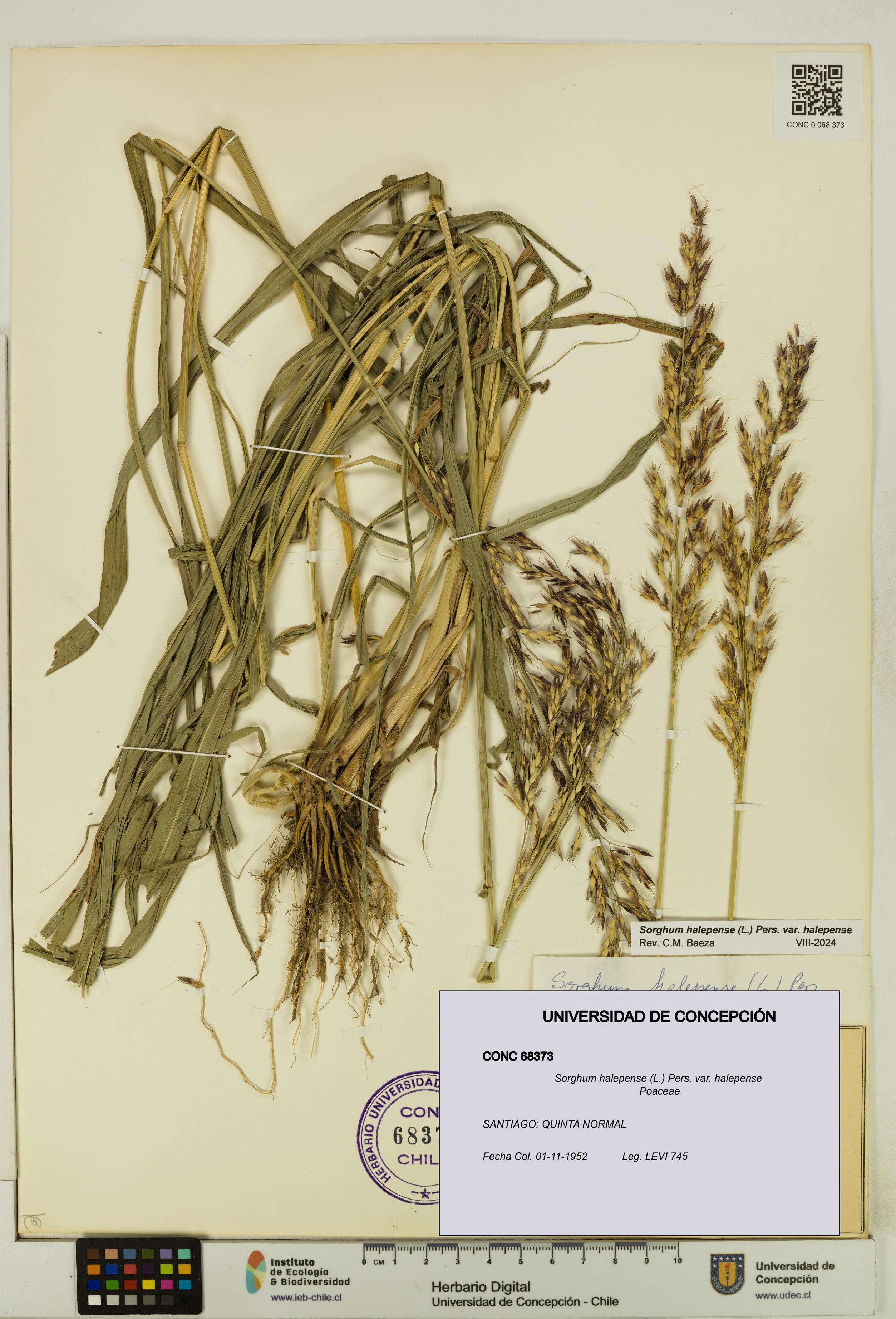 Sorghum halepense var. halepense [Espécimen: UDEC:CONC:0068373]