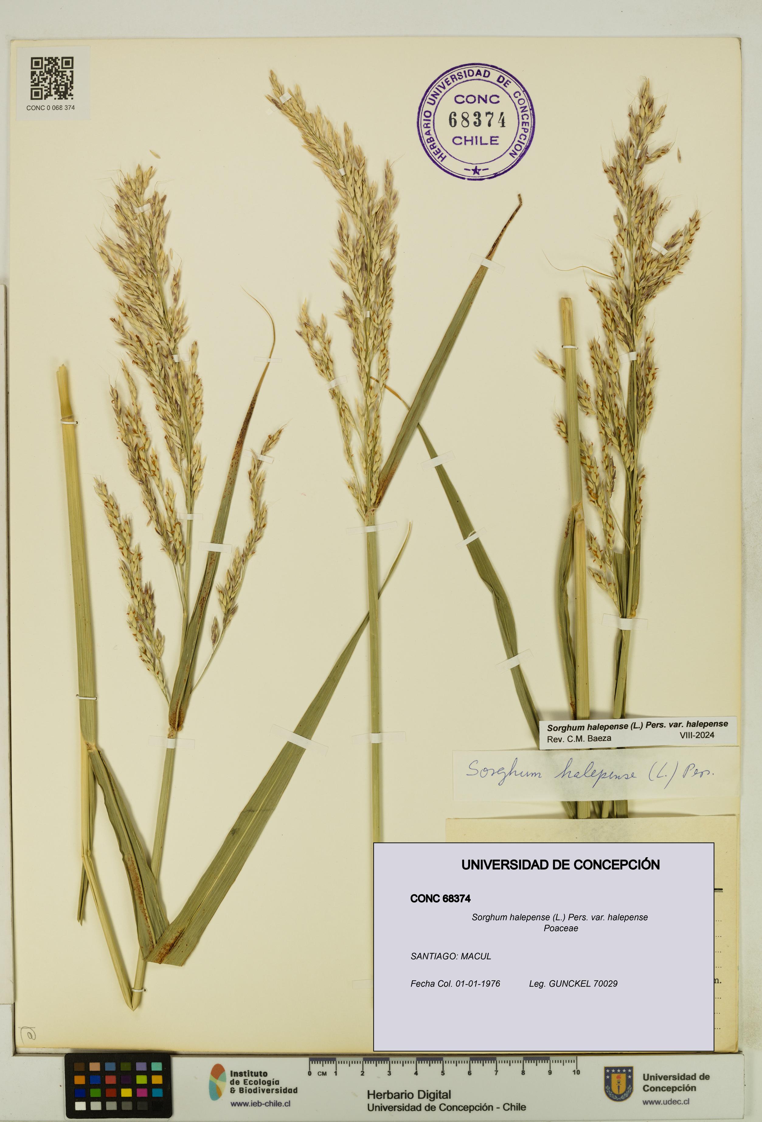 Sorghum halepense var. halepense [Espécimen: UDEC:CONC:0068374]