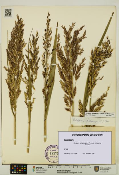 Sorghum halepense var. halepense [Espécimen: UDEC:CONC:0068375]