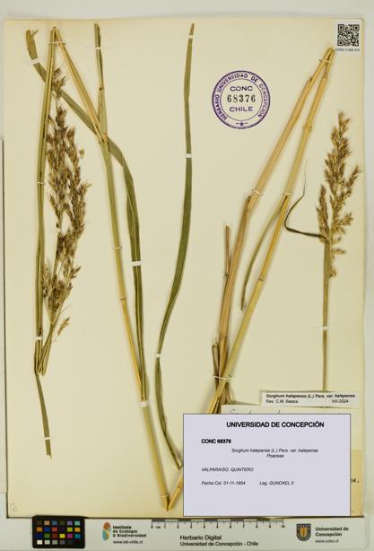 Sorghum halepense var. halepense [Espécimen: UDEC:CONC:0068376]