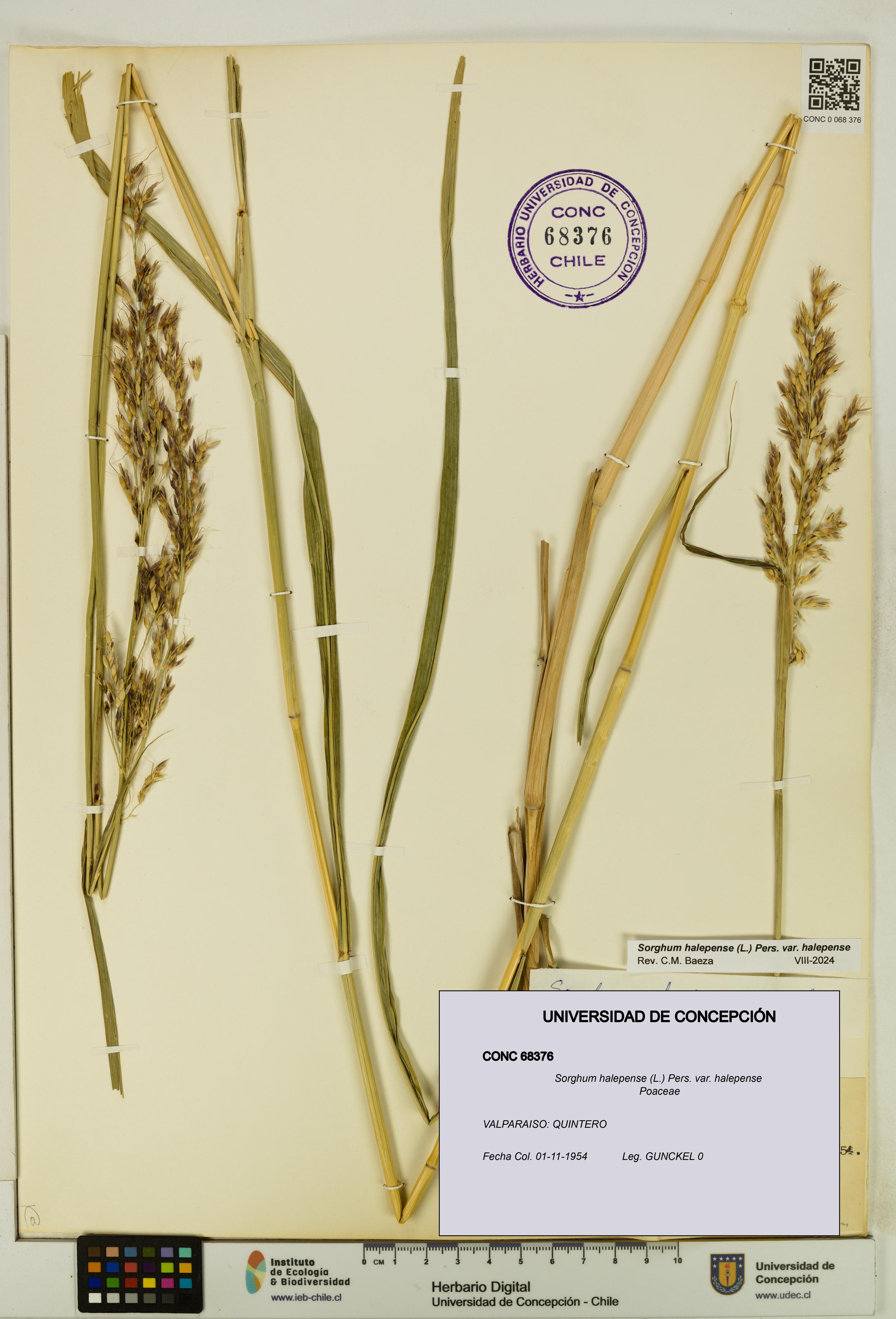 Sorghum halepense var. halepense [Espécimen: UDEC:CONC:0068376]