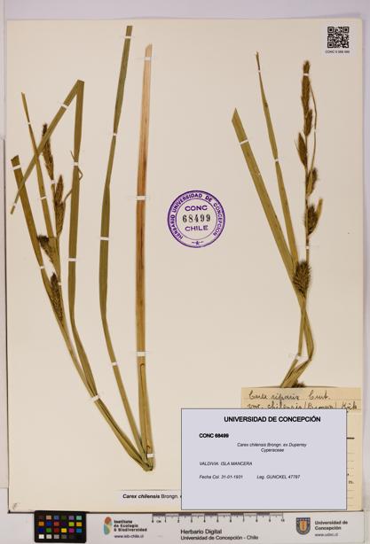 Carex chilensis [Espécimen: UDEC:CONC:0068499]