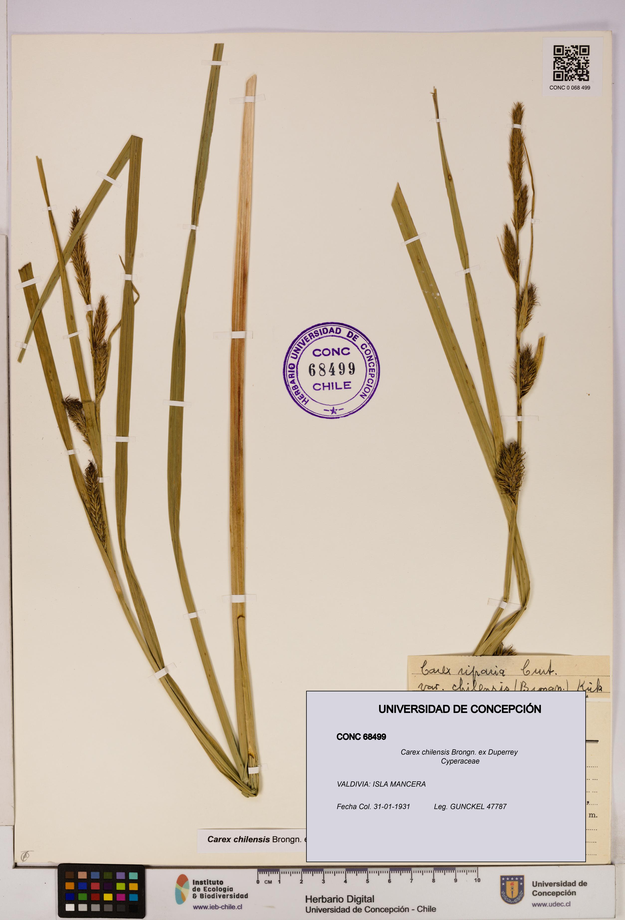 Carex chilensis [Espécimen: UDEC:CONC:0068499]