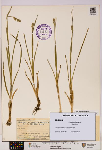 Carex brongniartii [Espécimen: UDEC:CONC:0068502]