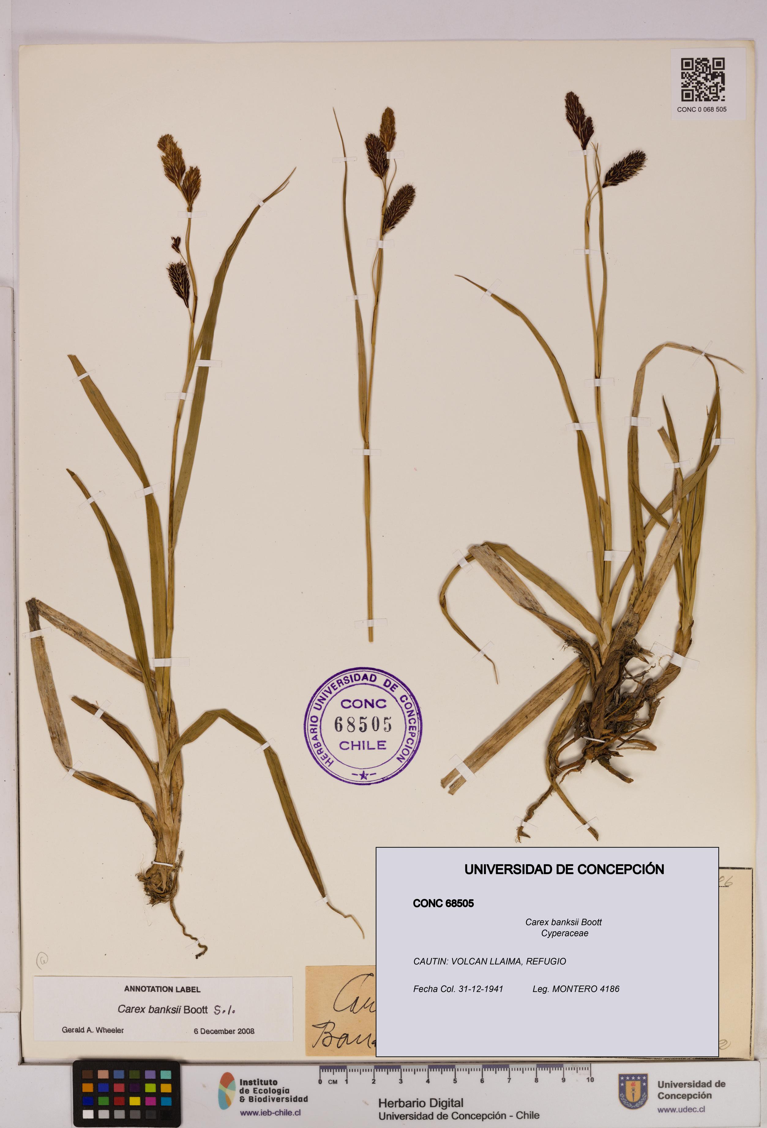 Carex banksii [Espécimen: UDEC:CONC:0068505]