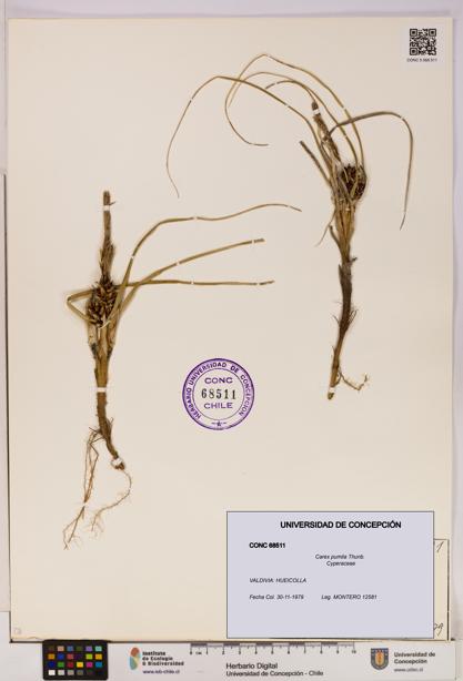 Carex pumila [Espécimen: UDEC:CONC:0068511]