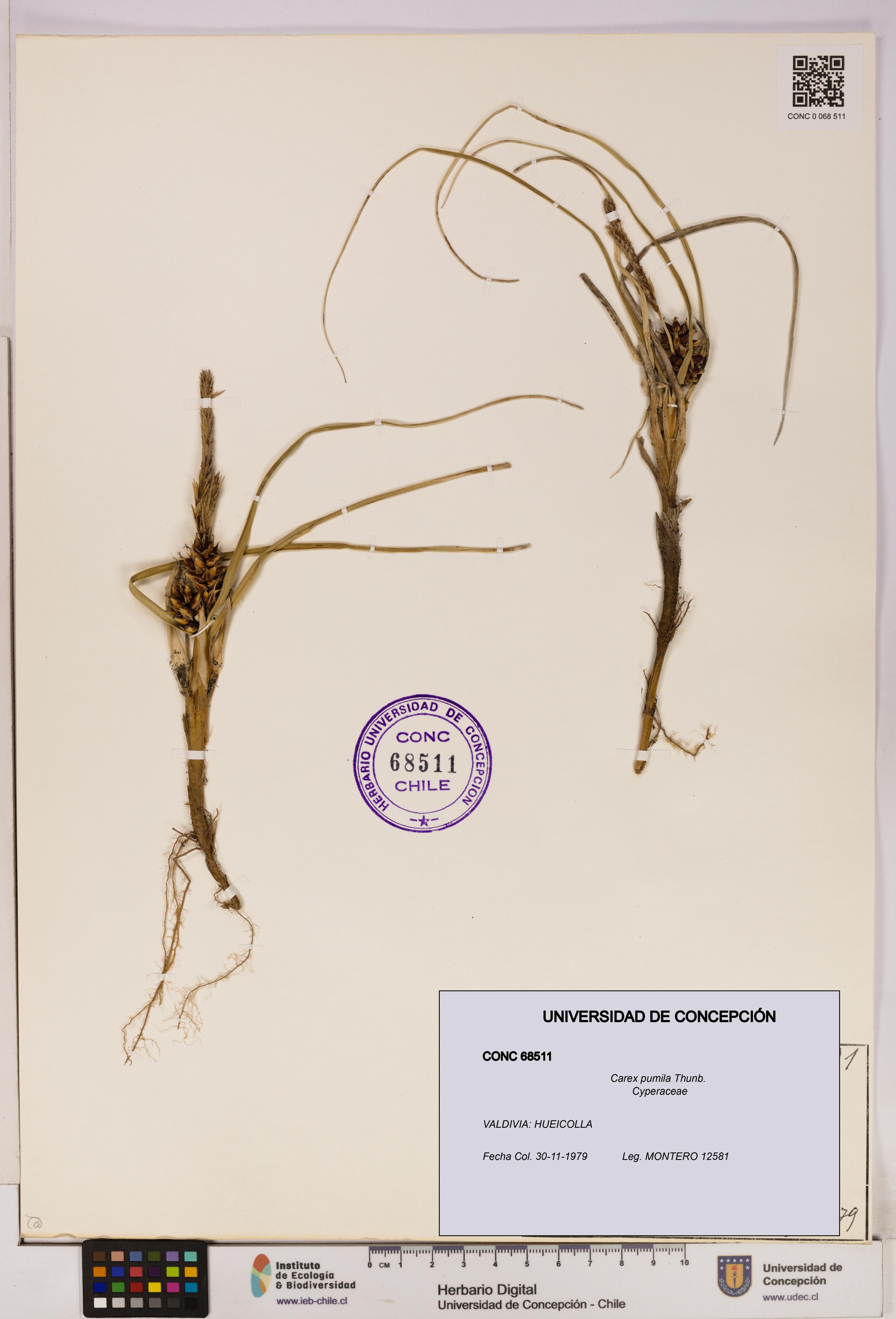 Carex pumila [Espécimen: UDEC:CONC:0068511]