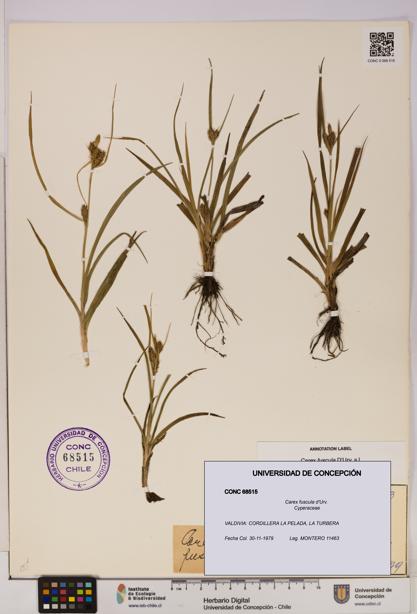 Carex fuscula [Espécimen: UDEC:CONC:0068515]