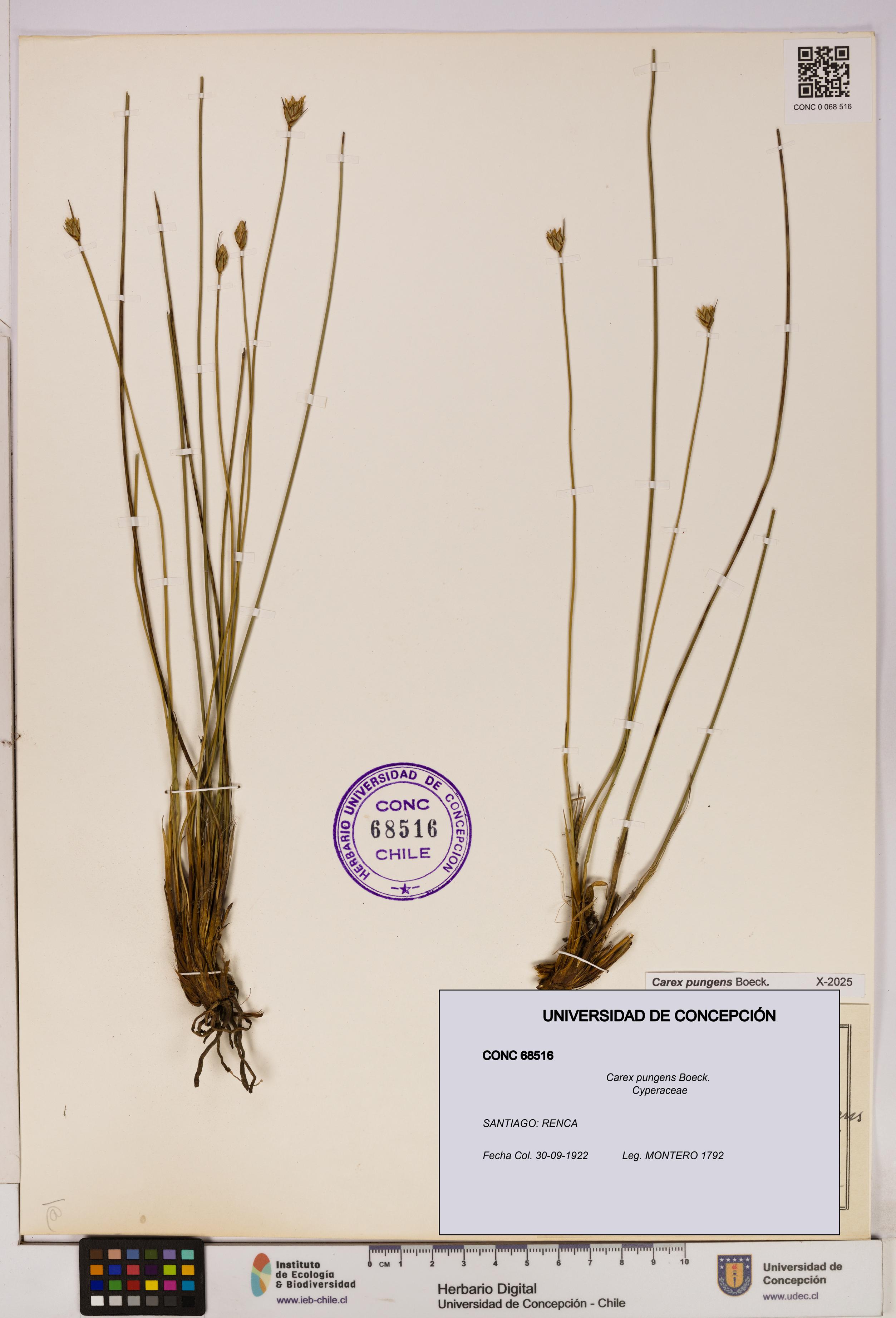 Carex pungens [Espécimen: UDEC:CONC:0068516]