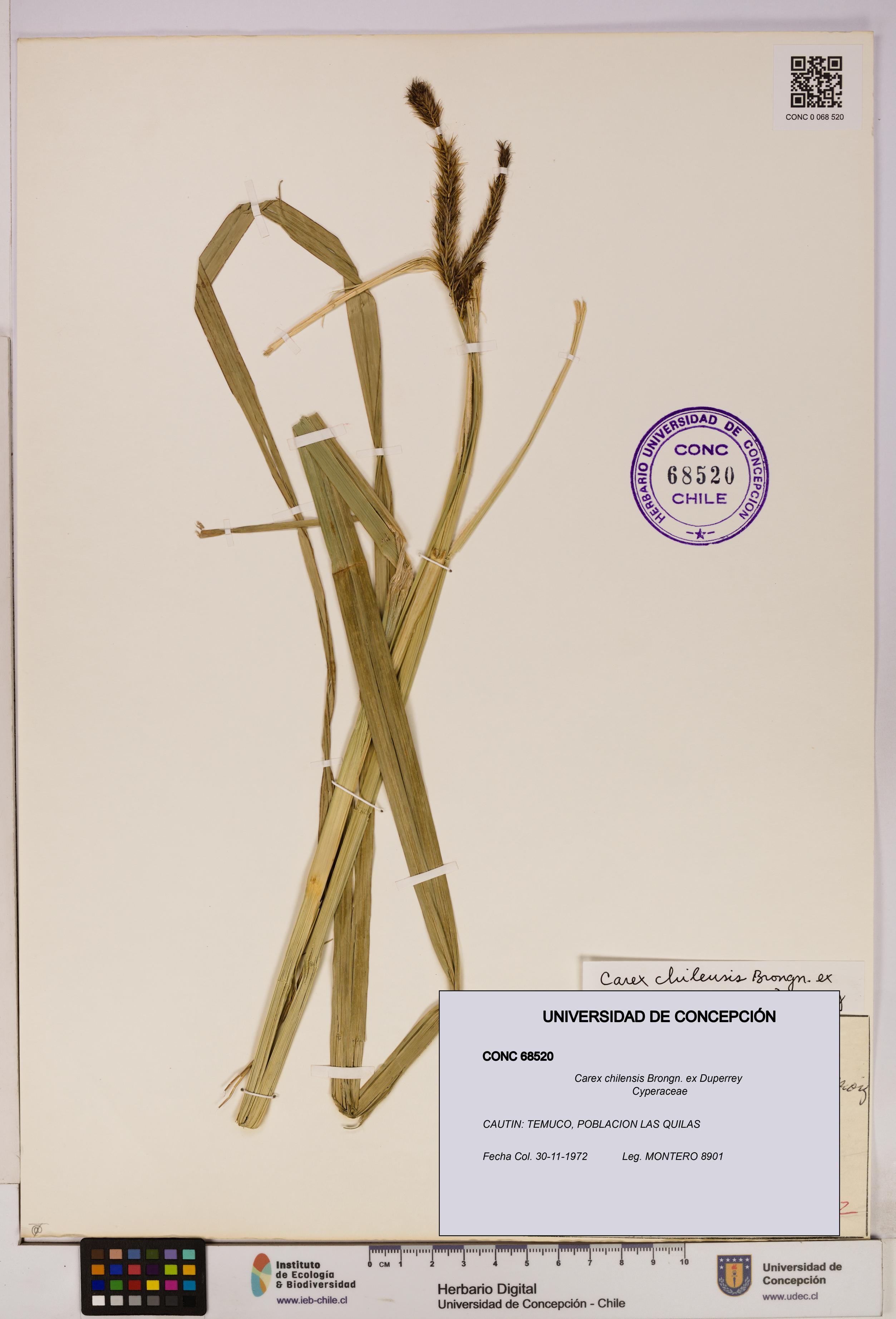 Carex chilensis [Espécimen: UDEC:CONC:0068520]