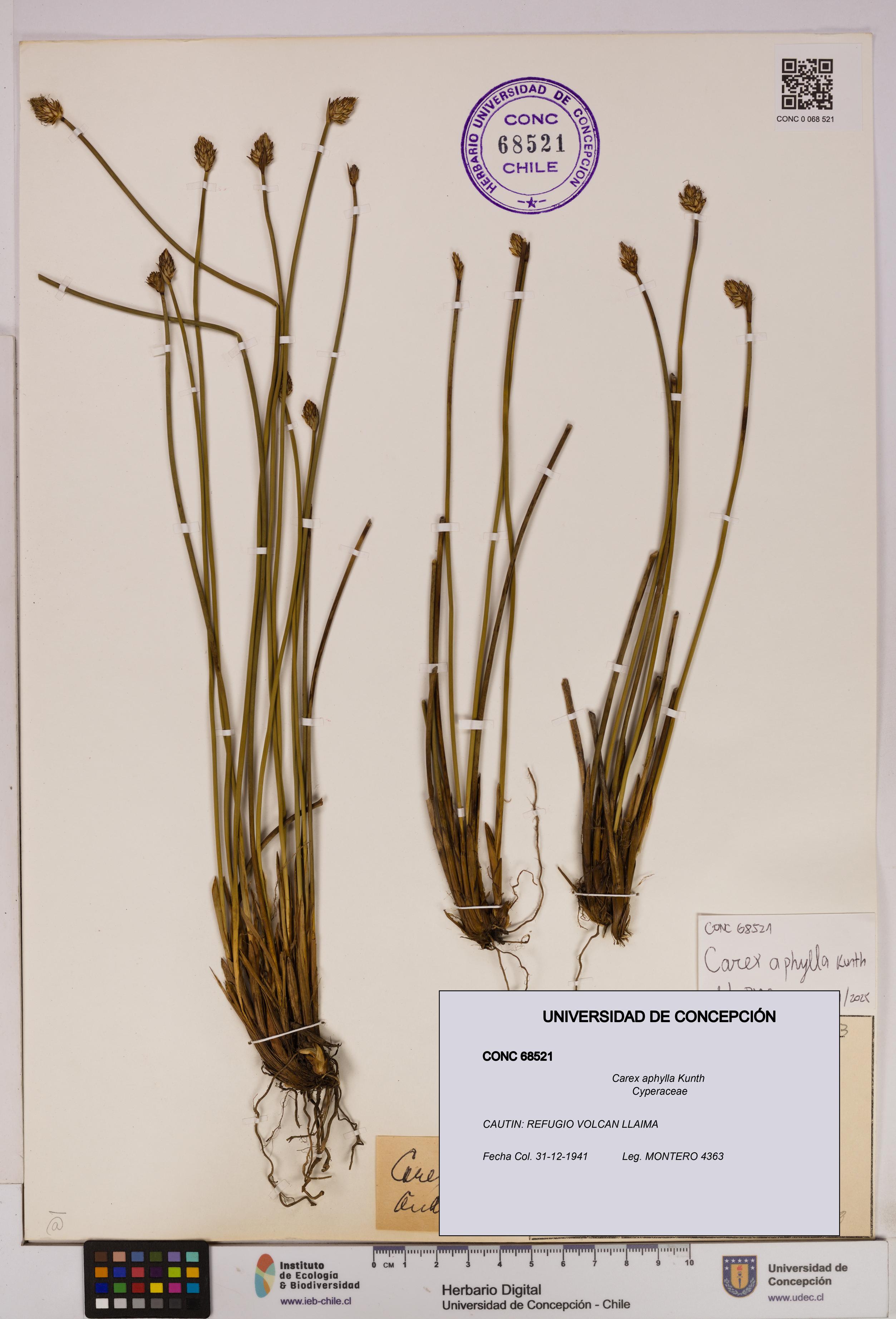 Carex aphylla [Espécimen: UDEC:CONC:0068521]