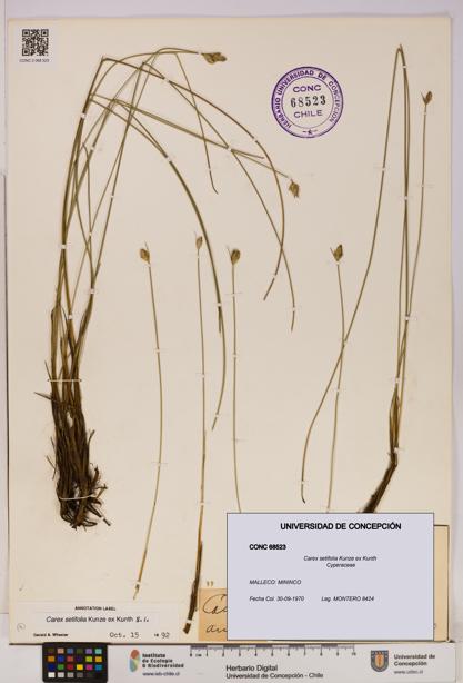 Carex setifolia [Espécimen: UDEC:CONC:0068523]