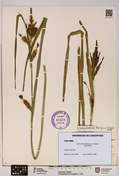 Carex chilensis [Espécimen: UDEC:CONC:0068524]