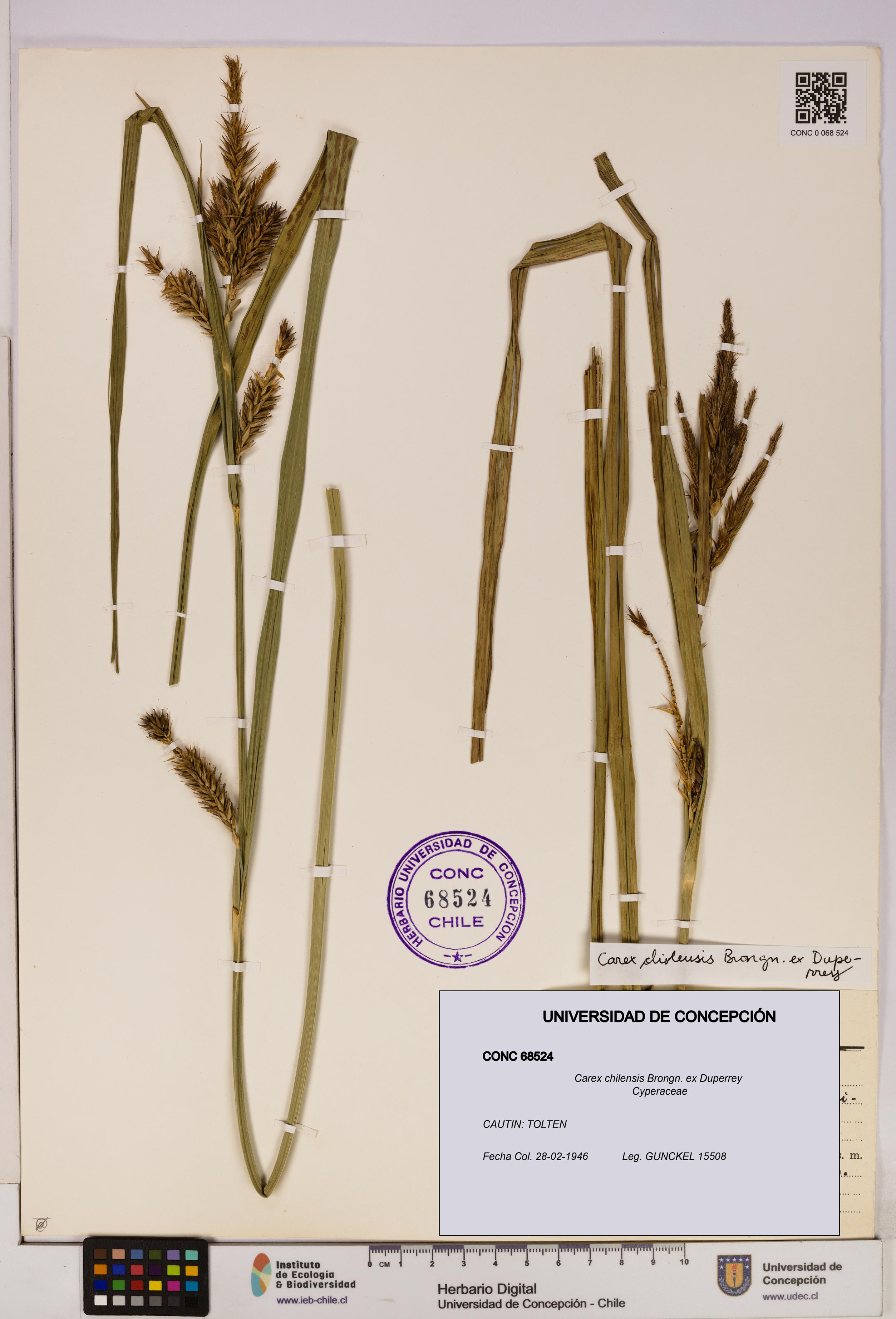 Carex chilensis [Espécimen: UDEC:CONC:0068524]